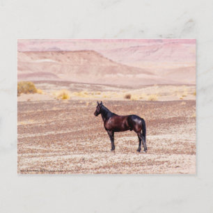 Desert Horse P8664 Postcard