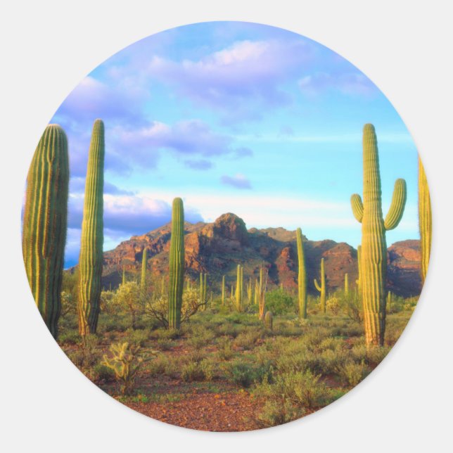 Desert in springtime classic round sticker (Front)