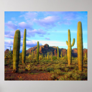 Desert in springtime poster