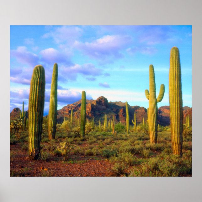 Desert in springtime poster (Front)