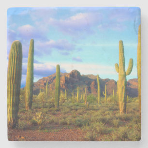 Desert in springtime stone coaster