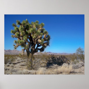 Desert Joshua Tree Poster