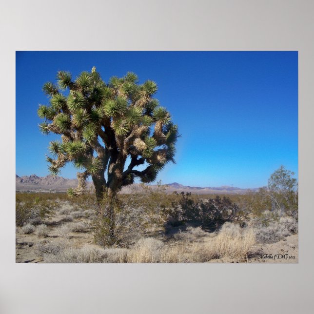 Desert Joshua Tree Poster (Front)