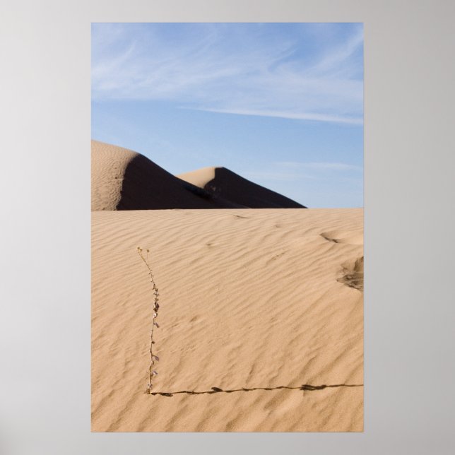 Desert landscape poster (Front)