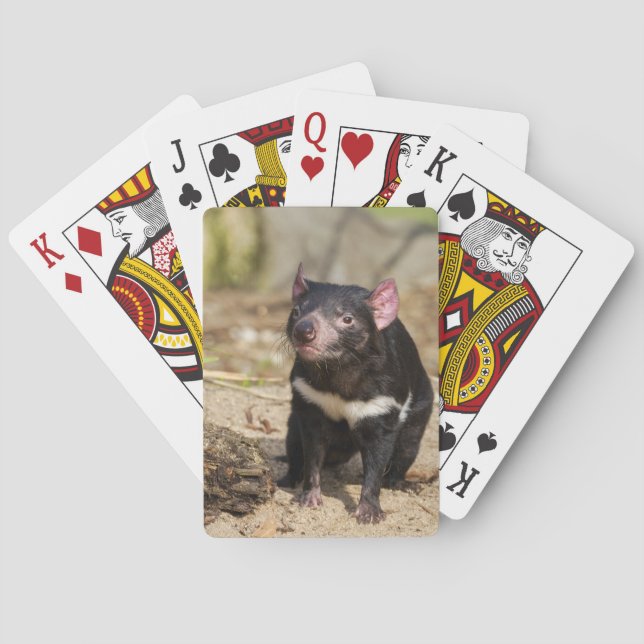 Desert Light – Tasmanian Devil Playing Cards (Back)