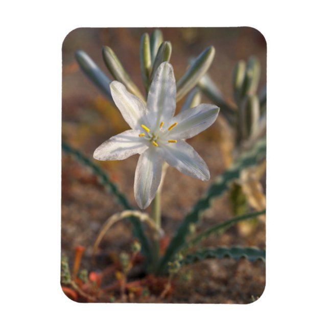 Desert Lily Wildflowers Magnet (Vertical)