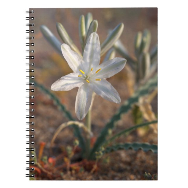 Desert Lily Wildflowers Notebook (Front)