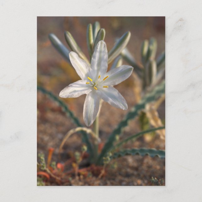 Desert Lily Wildflowers Postcard (Front)