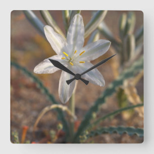 Desert Lily Wildflowers Square Wall Clock