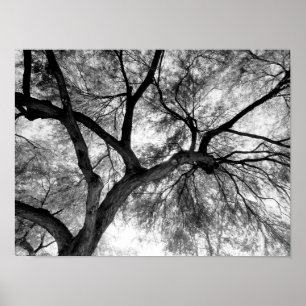 Desert Mesquite Poster