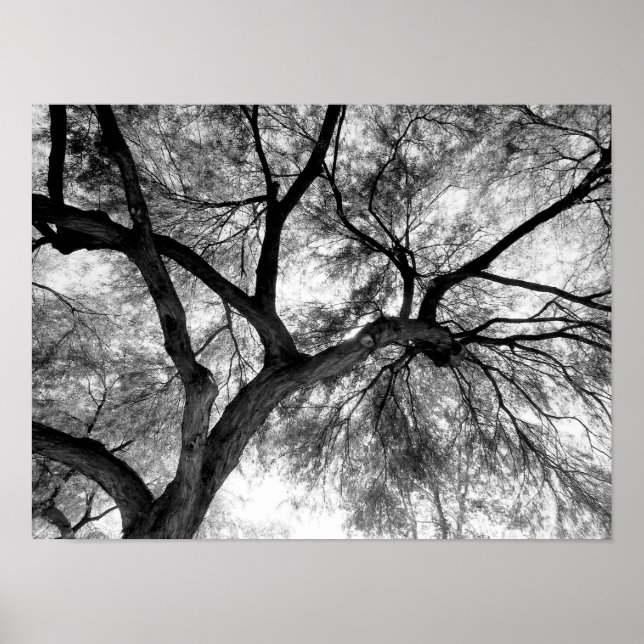 Desert Mesquite Poster (Front)
