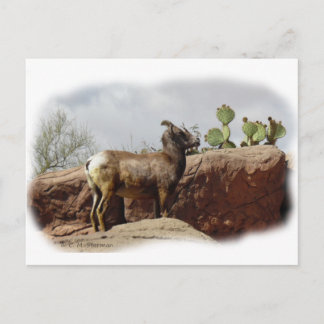 Desert Mountain Sheep Postcard