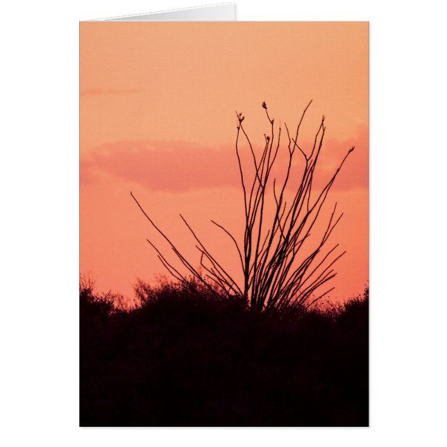 Desert nights (Front)