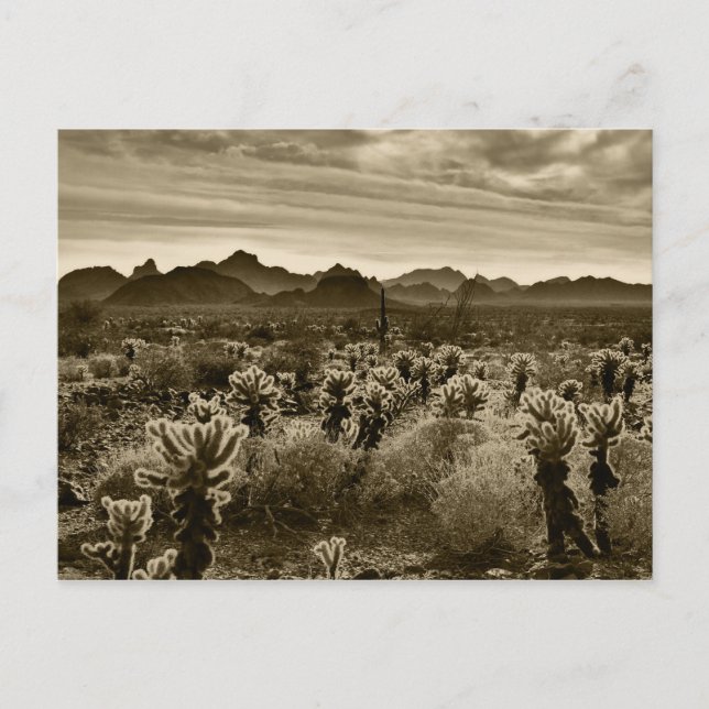 Desert Plant Postcard (Front)