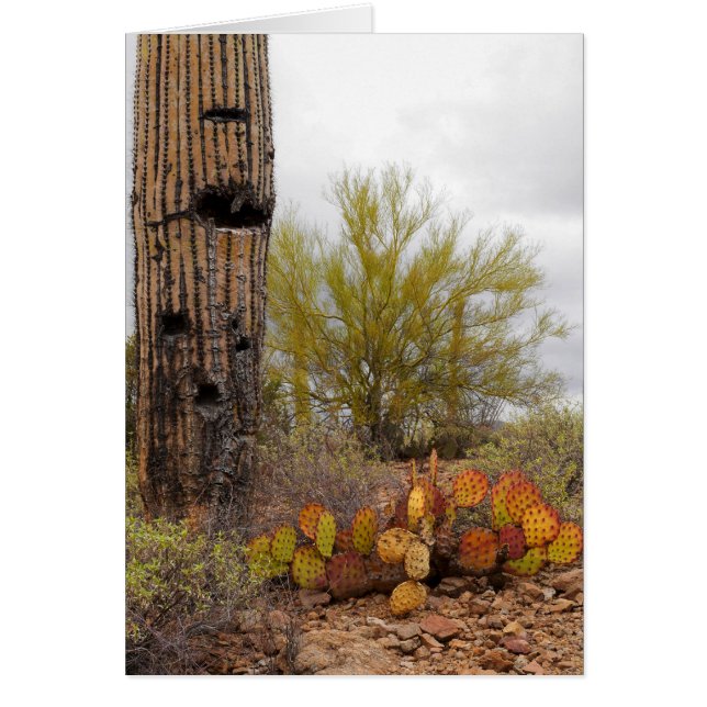 Desert Plants (Front)