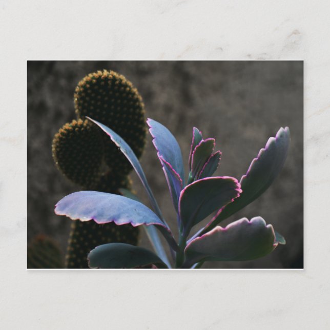 Desert Plants Postcard (Front)