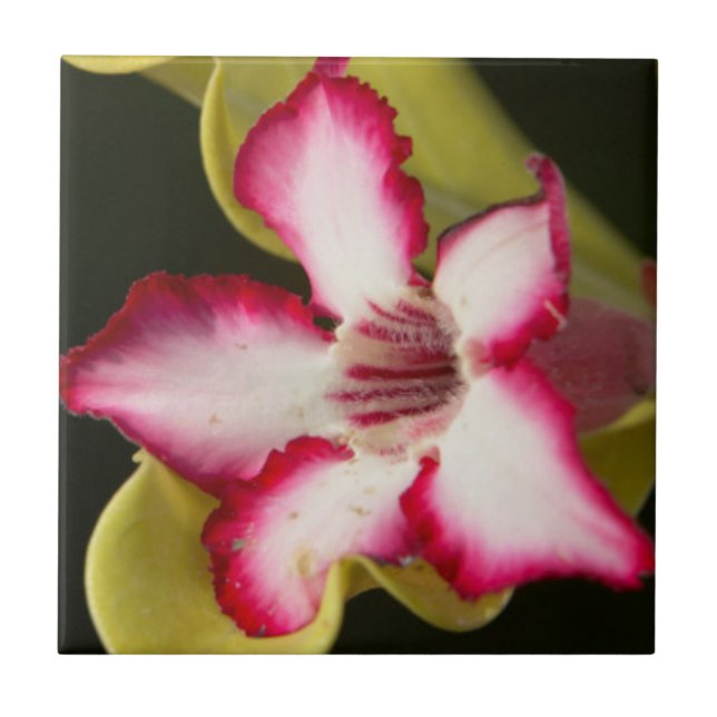 Desert-Rose (Adenium Obesum), South Africa Tile (Front)