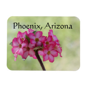 Desert rose in pink Phoenix, Arizona Magnet