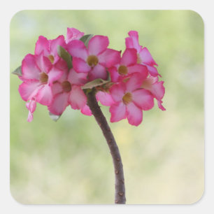 Desert rose in pink square sticker