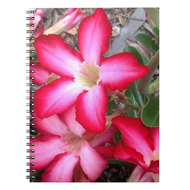 Desert Rose notebook (Front)