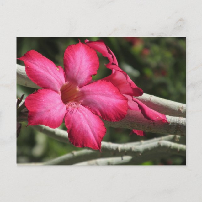 Desert Rose Postcard (Front)