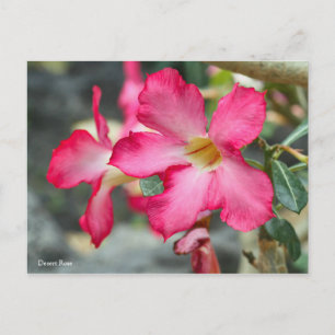 Desert Rose [Postcard] ポストカード Postcard