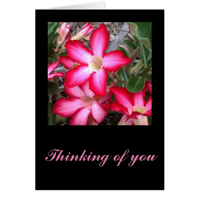 Desert Rosereeting card (Front)