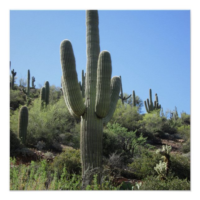 Desert Saguaro Poster (Front)