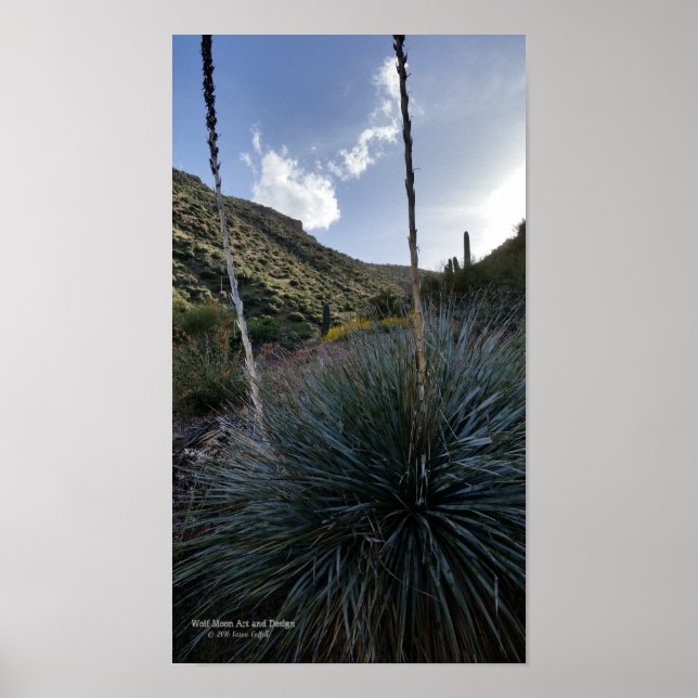 Desert Southwest Sotol Plants Scenic Image Arizona Poster (Front)