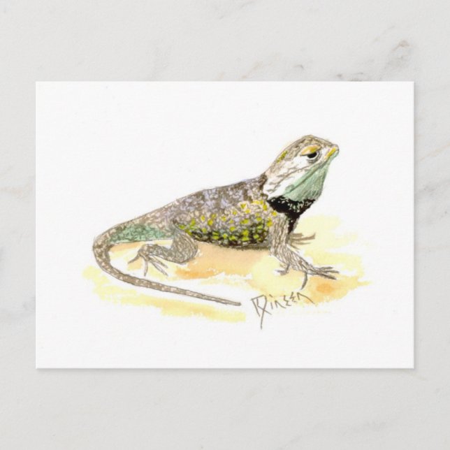 Desert Spiny Lizard Postcard (Front)
