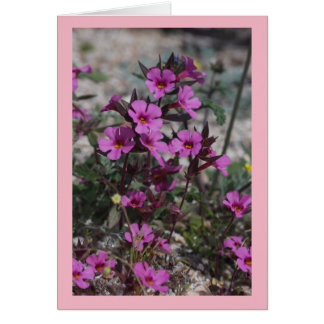 Desert Spring Wildflower Bigelow's Monkey Flower