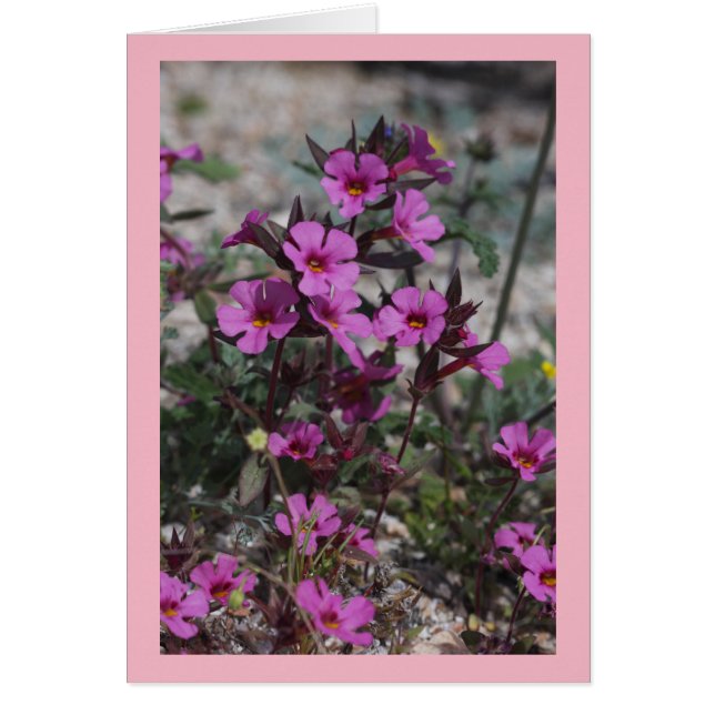 Desert Spring Wildflower Bigelow's Monkey Flower (Front)