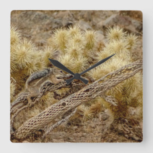 Desert Squirrel On Cholla Cactus Skeleton Square Wall Clock
