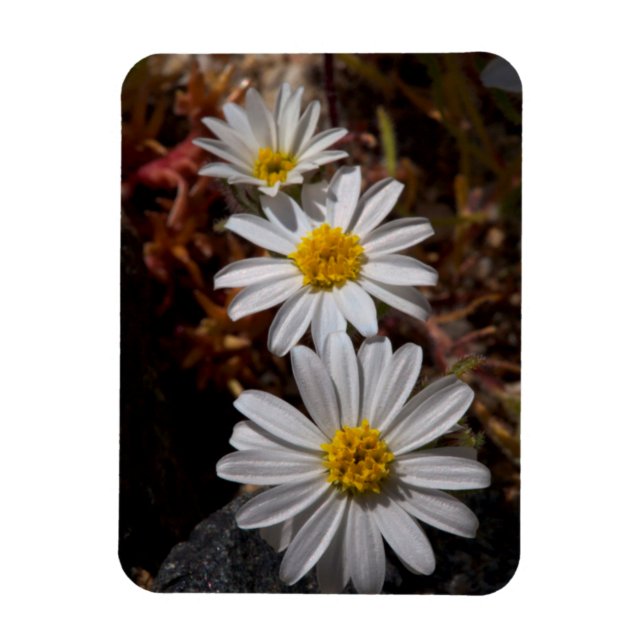 Desert Star Wildflowers Magnet (Vertical)