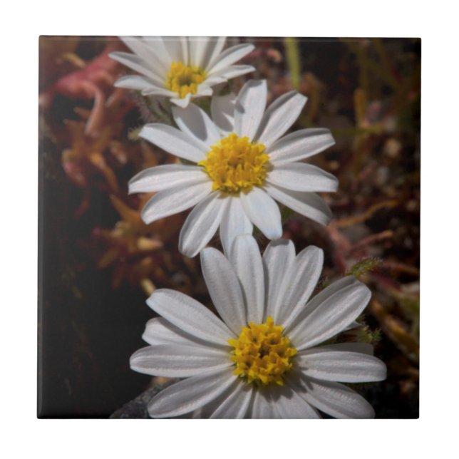 Desert Star Wildflowers Tile (Front)