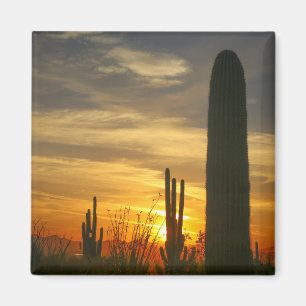 desert sunset magnet