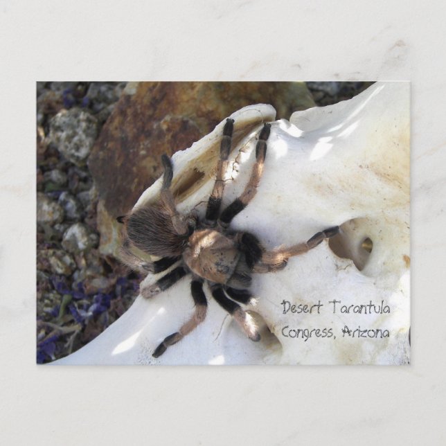 Desert Tarantula Postcard (Front)