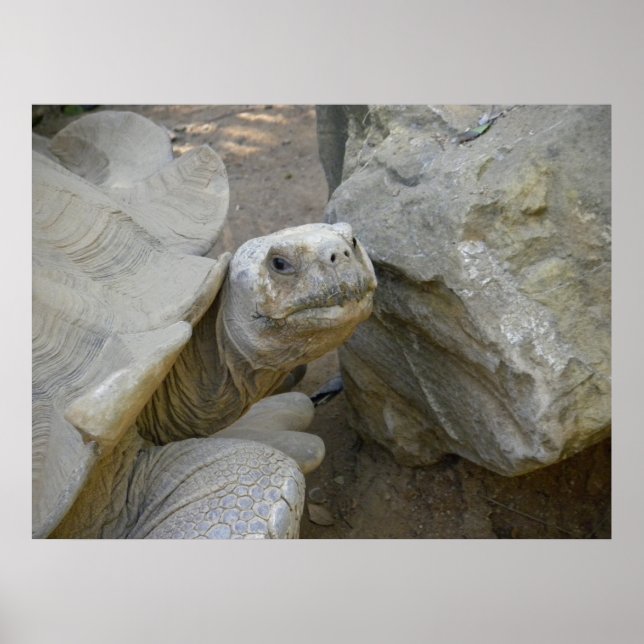 Desert Tortoise Close-Up Poster (Front)