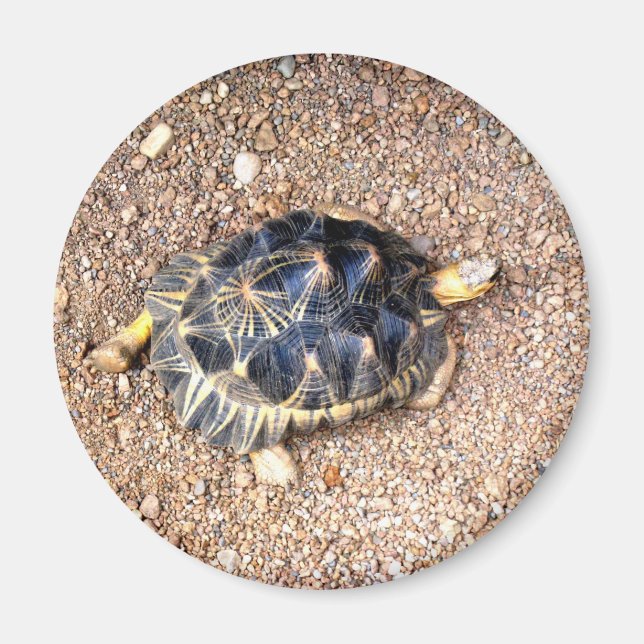 desert tortoise magnet (Front)