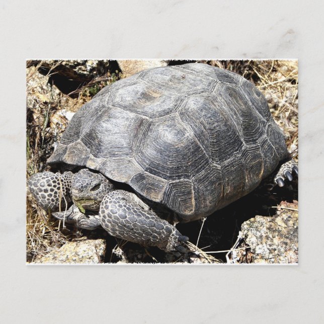 Desert Tortoise Postcard (Front)