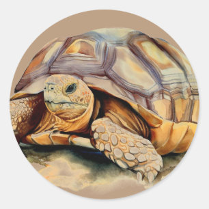 Desert Tortoise Round Stickers