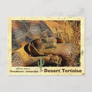 Desert Tortoises are threatened with extinction - Postcard