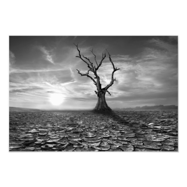 Desert Tree Photo Print (Front)