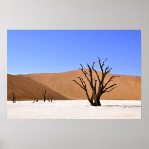 Desert Trees Poster