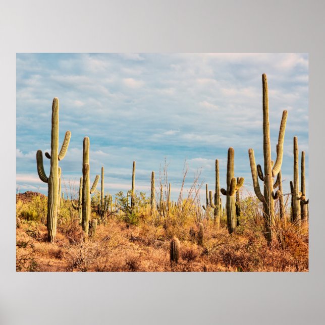 Desert with Saguaro cacti Poster (Front)