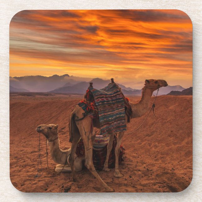 Deserts | Bactrian Camel Egypt Sand Dune Coaster (Front)