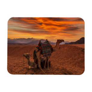 Deserts Bactrian Camel Egypt Sand Dune Magnet