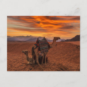 Deserts   Bactrian Camel Egypt Sand Dune Postcard