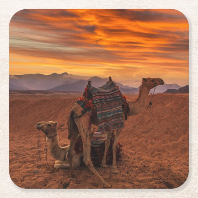 Deserts | Bactrian Camel Egypt Sand Dune Square Paper Coaster (Front)