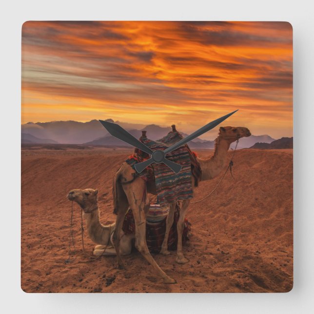 Deserts | Bactrian Camel Egypt Sand Dune Square Wall Clock (Front)